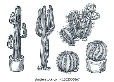 Cactuses and succulents vector sketch illustration. Desert nature plants, hand drawn print design elements set.