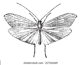 Caddisfly, vintage engraved illustration. Dictionary of words and things - Larive and Fleury - 1895.