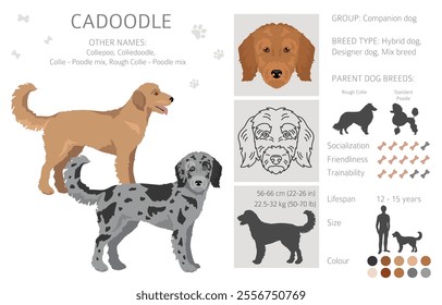 Cadoodle clipart. Rough Collie Poodle mix. Different coat colors set.  Vector illustration