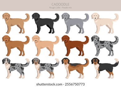 Cadoodle clipart. Rough Collie Poodle mix. Different coat colors set.  Vector illustration