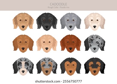 Cadoodle clipart. Rough Collie Poodle mix. Different coat colors set.  Vector illustration