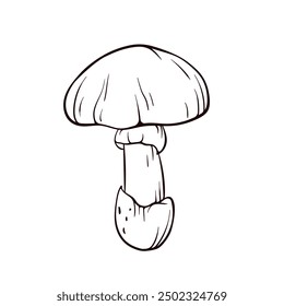 Caesar edible mushroom in line art style. Edible fungus, forest plant for autumn design. Vector illustration isolated on a white background.