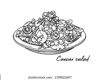 Caesar salad and shrimp isolated white background  Sketch Italian dishes  Vector illustration in sketch style 