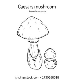 Caesars mushroom (Amanita caesarea), edible mushroom. Hand drawn botanical vector illustration