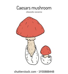 Caesars mushroom (Amanita caesarea), edible mushroom. Hand drawn botanical vector illustration