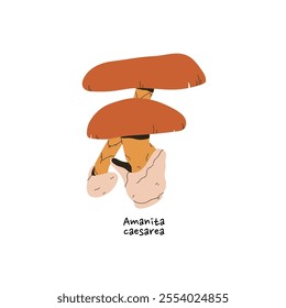 Caesar's mushroom icon. Amanita caesarea with name. Edible bolete with orange cap, volva on stipe. Forest boletus, fungus. Woodland nature. Flat isolated vector illustration on white background