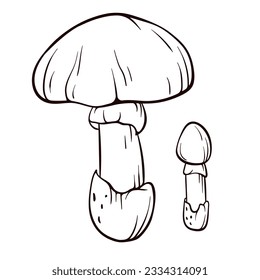 Caesars mushroom in line art. Edible fungus illustration. Hand drawn forest plant. Vector illustration isolated on a white background.