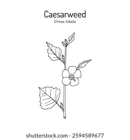 Caesarweed or Congo jute (Urena lobata), edible and medicinal plant. Hand drawn botanical vector illustration