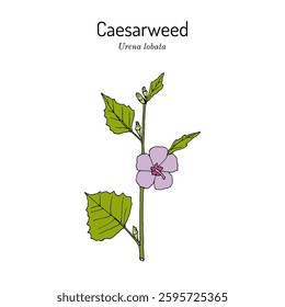 Caesarweed or Congo jute (Urena lobata), edible and medicinal plant. Hand drawn botanical vector illustration