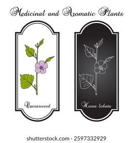 Caesarweed or Congo jute (Urena lobata), edible and medicinal plant. Hand drawn botanical vector illustration