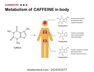 Koffein-Stoffwechsel-Prozess im menschlichen Körper Diagramm