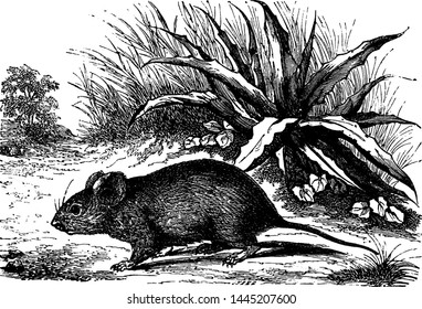 Caffrarian Otomys, vintage engraved illustration.