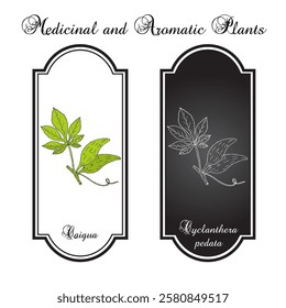 Caigua (Cyclanthera pedata), edible and medicinal plant. Hand drawn botanical vector illustration