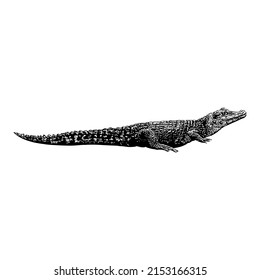 caiman hand drawing vector illustration isolated on white background