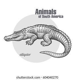 Caiman. Hand drawing of wildlife. Animals of South America series. Vintage engraving style. Vector illustration art. Black and white. Isolated object of nature naturalistic sketch.