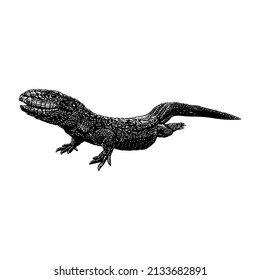 caiman lizard hand drawing vector illustration isolated on white background