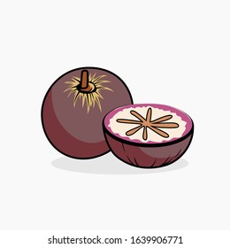 Cainito, star apple vector illustration isolated for all purpose