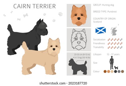 Cairn terrier clipart. Different poses, coat colors set.  Vector illustration