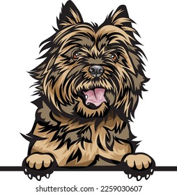 Cairn Terrier Color Peeking Dogs. Color image of a dogs head isolated on a white background. Dog portrait, Vector illustration