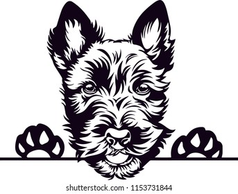 Cairn Terrier Dog Breed Love Peeking Pet Puppy Mom Design Element Ribbon Isolated Head Face