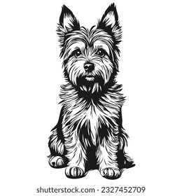 Cairn Terrier dog face vector portrait, funny outline pet illustration white background realistic pet silhouette