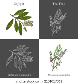 Cajeput (Melaleuca leucadendron) und Teebaum (Melaleuca alternifolia), Heilpflanzen. handgezeichnete botanische Vektorgrafik