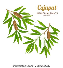Cajuput Branch Colored Detailed Illustration.