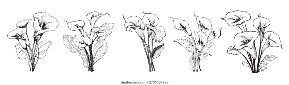 Cala Lilie Blumensatz handgezeichnet Skizze Vektorgrafik Lilie Blumensatz handgezeichnet Vektorgrafik