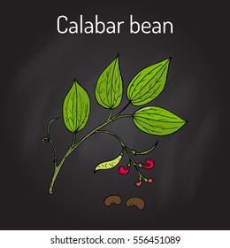Calabar Bean (Physostigma Venenosum), medicinal plant. Hand drawn botanical vector illustration