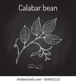 Calabar Bean, Physostigma Venenosum, medicinal plant. Hand drawn botanical vector illustration