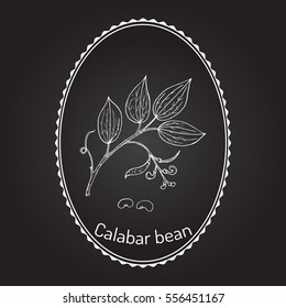 Calabar Bean (Physostigma Venenosum), medicinal plant. Hand drawn botanical vector illustration