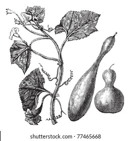 Calabash or Lagenaria vulgaris or Lagenaria siceraria or Bottle gourd or Opo squash or Long melon, vintage engraving. Old engraved illustration of Calabash, isolated on a white background. Trousset