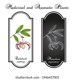 Calabash nutmeg (monodora myristica), medicinal plant. Hand drawn botanical vector illustration