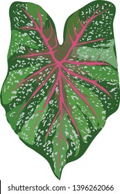 Caladium bicolor  or bon color 