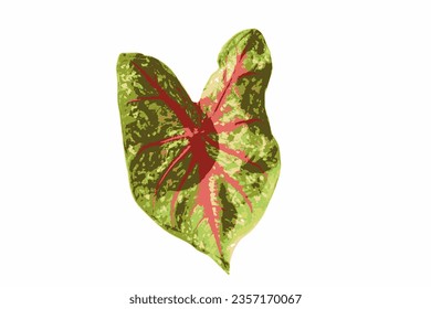 Caladium bicolor or bon color, Pink Caladium foliage isolated on white background
