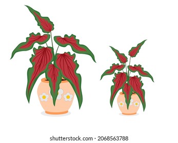 Caladium bicolor or Bon Ngao Guan Yu, beautiful on white background.