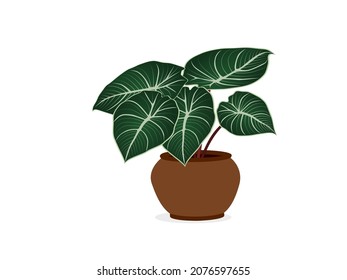 Caladium bicolor green and black on a white background. vector