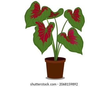 Caladium bicolor green and red on a white background. vector