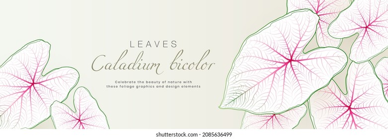 Caladium bicolor leaf horizontal banner design with tropical nature background. Exotic botanical template elements with space for your text. Suit for poster, cosmetics, perfume, health care products