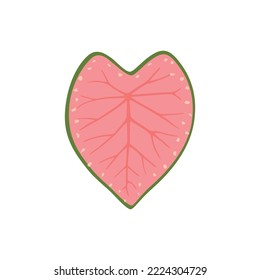 Caladium bicolor, pink heart shaped leaf with green border