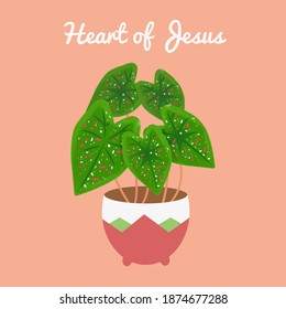 Caladio hojas de color verde oscuro adornadas con salpicaduras rosas y blancas en una tierna olla. Caladio de las pecas. Corazón de Jesús. Keladi.