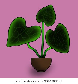 Caladium in flowerpot. Houseplant isolated. Trendy hugge style, urban decor. Hand drawn sketch, naive art. Print, poster, banner, wallpaper. Logo, label. 