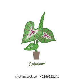 Caladium. Houseplants vector illustrations. Urban jungles. Plants are friends. Culd be used for web, notebook, phone case, etc