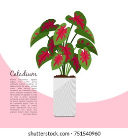Caladium indoor plant in pot banner template, vector illustration