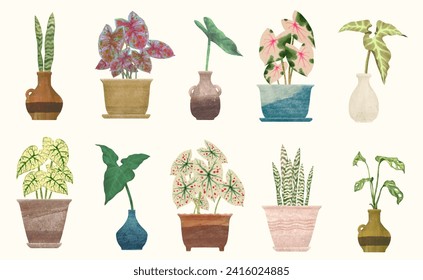 Caladium leaf, flower garden. watercolor vector illustration, exotic plant