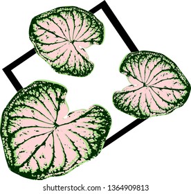 Caladium  the leaf plant Tropical ornamental foliage, beautiful colors, isolated objects, vector illustration on a white background