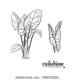 Caladium. Caladium leaf set. The leaves of the caladium plant. Hand drawn set of calladium leaves. Botanical illustration. 