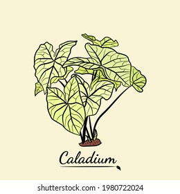 Caladium. Caladium leaf set. The leaves of the caladium plant. Hand drawn set of calladium leaves. Botanical illustration. 
