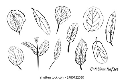 Caladium. Caladium leaf set. The leaves of the caladium plant. Hand drawn set of calladium leaves. Botanical illustration. 