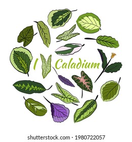 Caladium. Caladium leaf set. The leaves of the caladium plant. Hand drawn set of calladium leaves. Botanical illustration. 